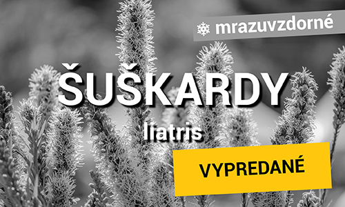 Šuškardy