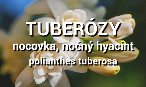 Tuberózy