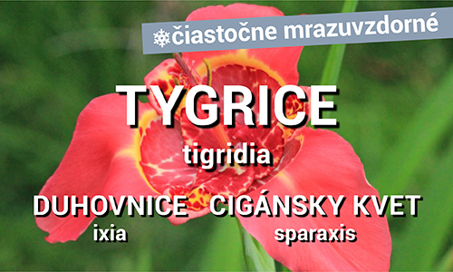 Tygrice, Duhovnice, Cigánsky kvet