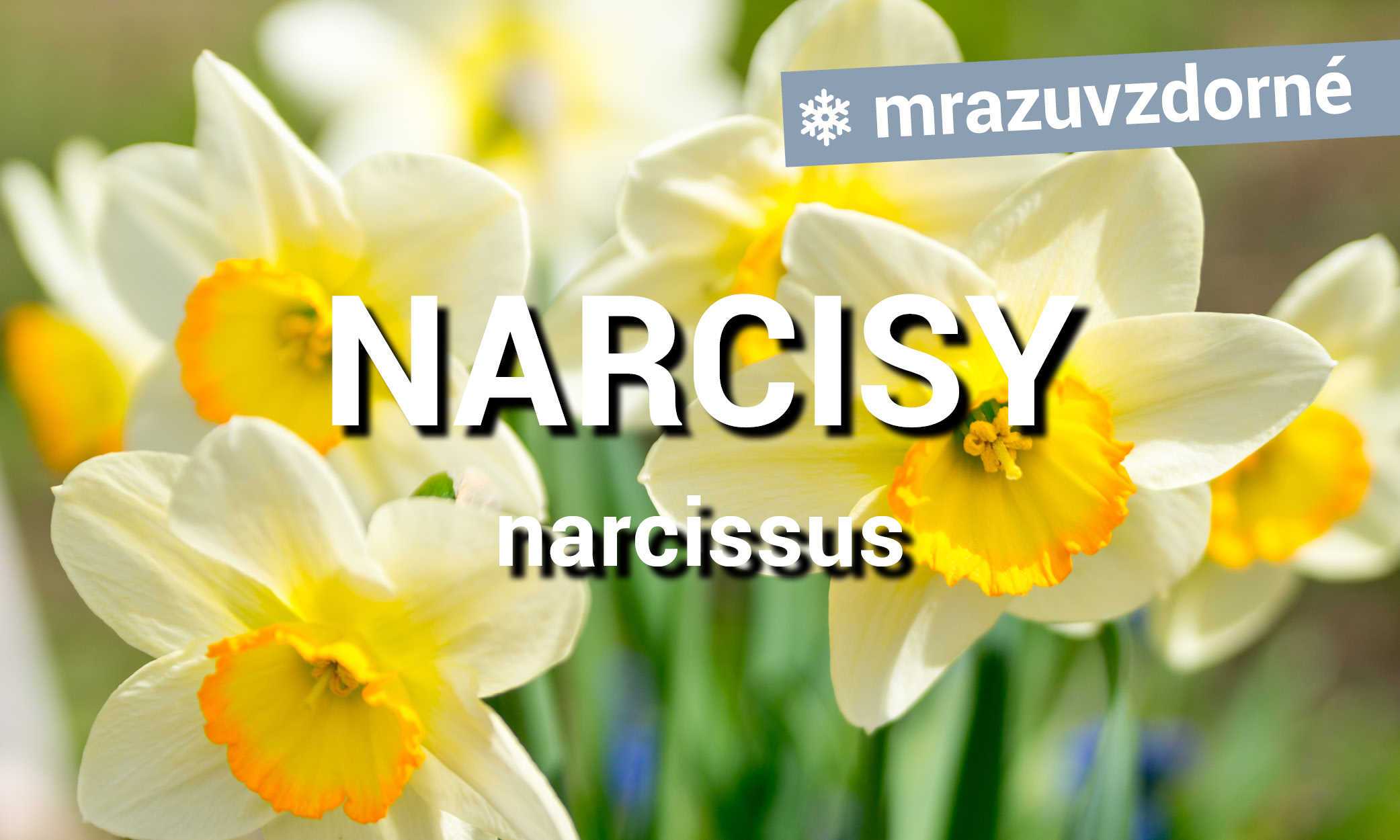 Narcisy