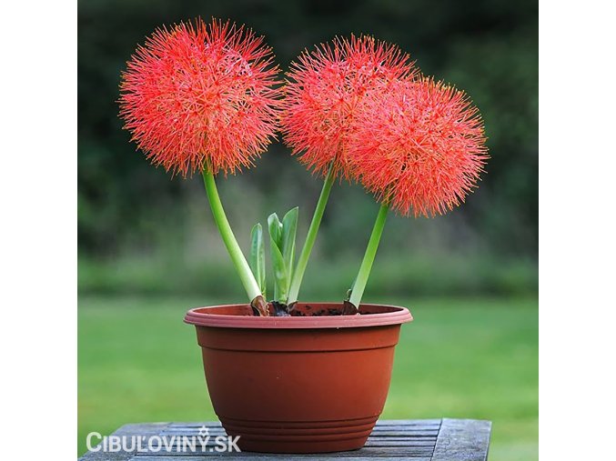 krvokvet Scadoxus multiflorus 3