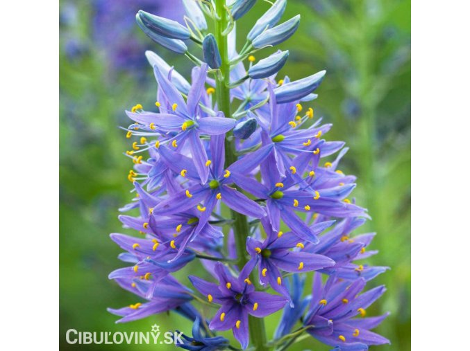 ladonik modry camassia caerulea 1