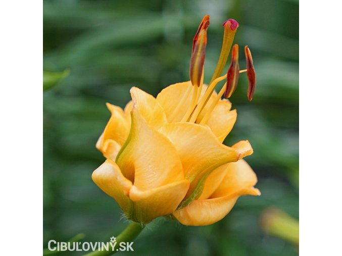 zluta lilie apricot fudge 1