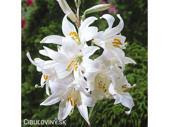 bila lilie belostna candidum 1