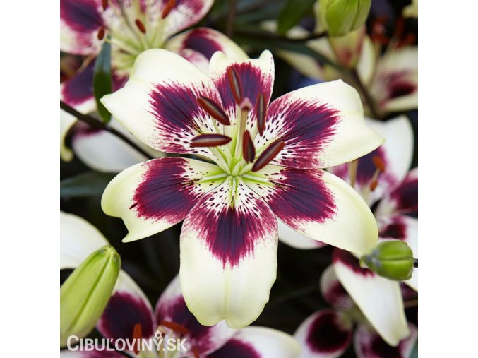 zluto fialova lilie patricias pride 1