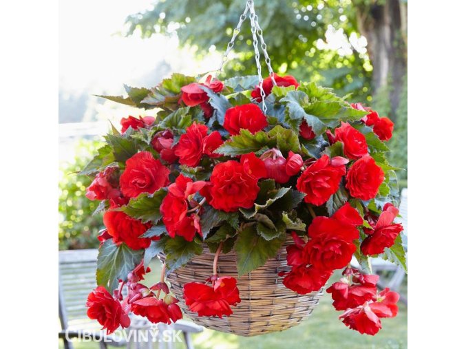 cervena plnokveta begonie previsla 1