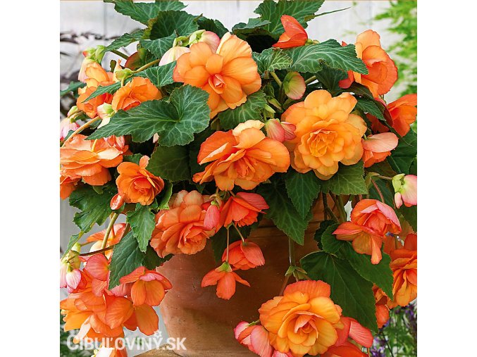 oranzova previsla begonie plnokveta 1