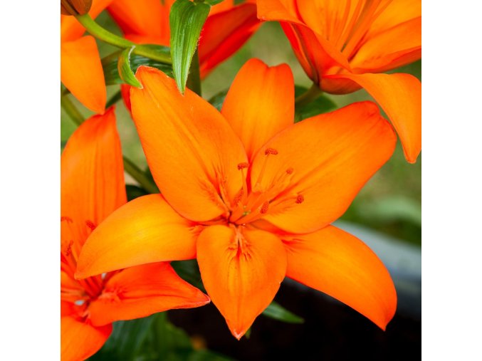 Lilie asijská oranžová - Orange ton (. 1 ks)