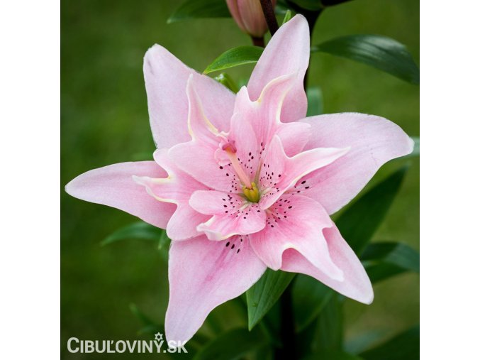 ruzova lilie asijska elodie 1