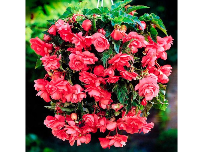 Begonie Pendula Pink 01