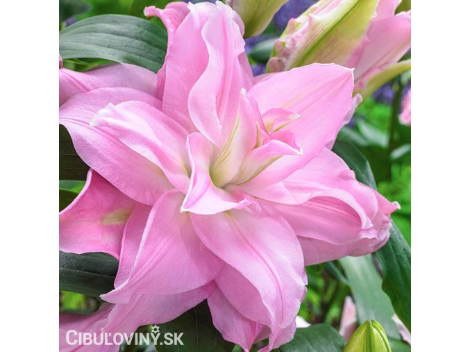 ruzova Lilie Roselily Editha 1