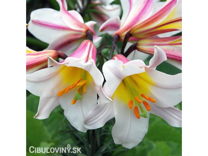 biloruzova lilie trumpetovita regale5