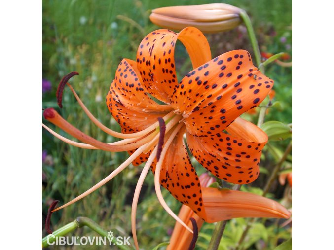 oranzova lilie tygri lancifolium 1