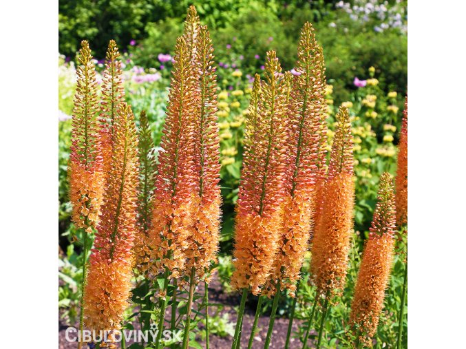 oranzovy Liliochvostec Eremurus cleopatra 1