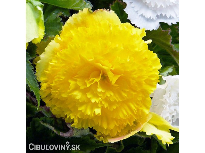 zluta begonie trepenita 1