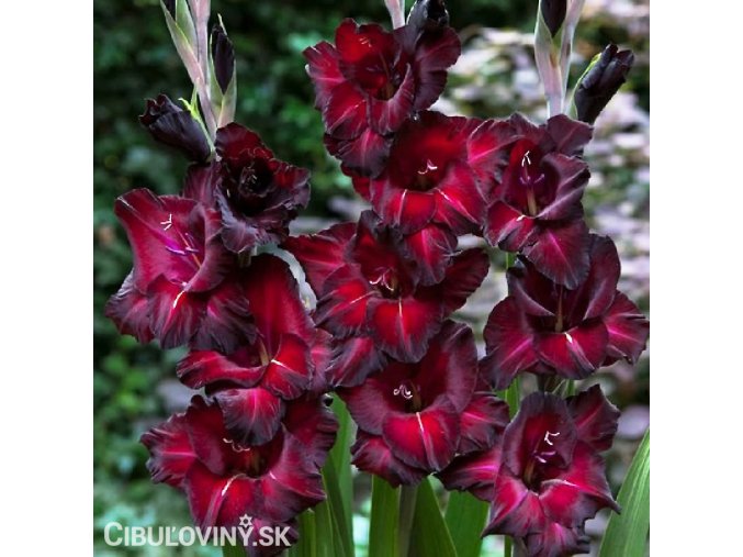cerveny mecik gladiolus black sea 1