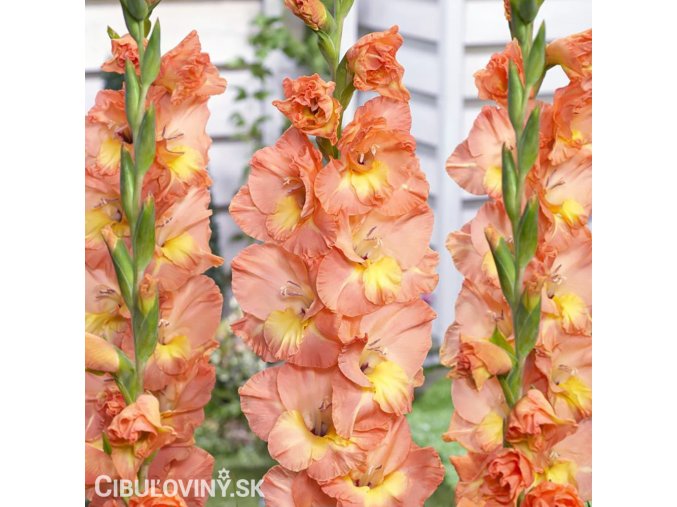 oranzovy mecik Gladiol Eminence 1