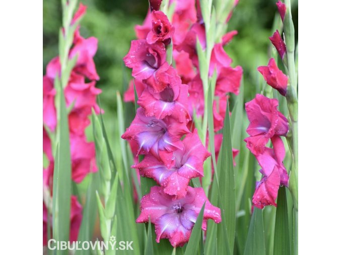 ruzovy mecik Gladiol Lumiere 1