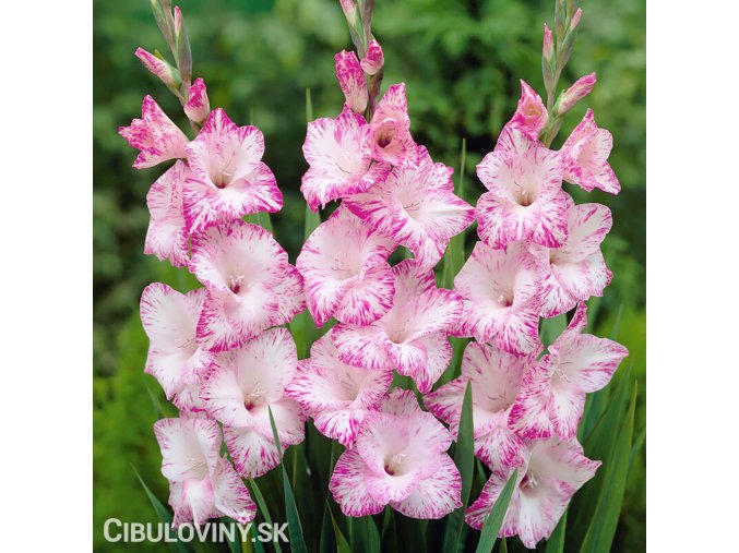 biloruzovy mecik Gladiol My Love 1