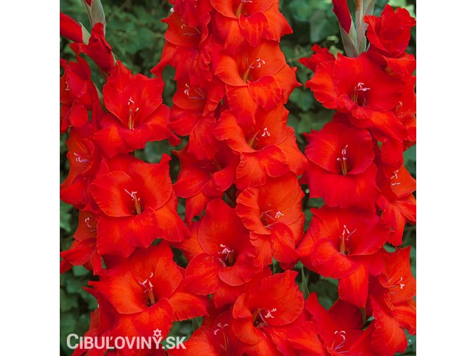 cerveny mecik Gladiol Oscar 1