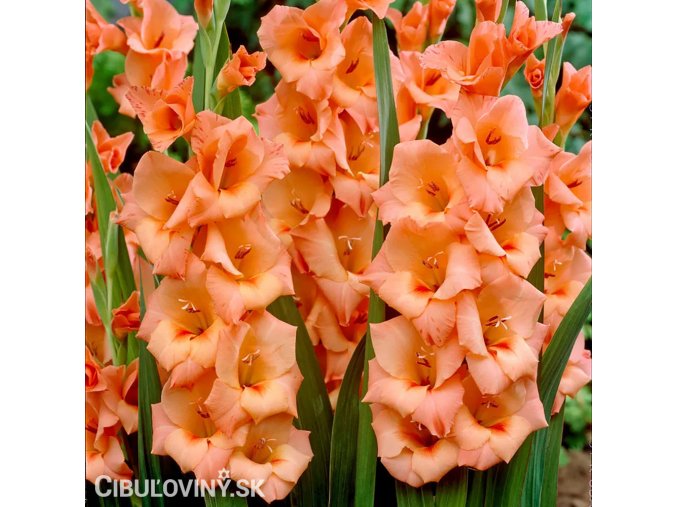 oranzovy mecik Gladiol Peter Pears 1