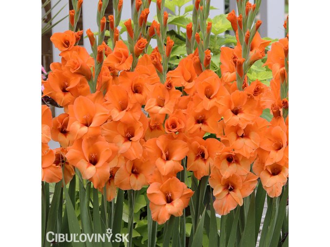 oranzovy mecik Gladiol Prince of Orange 1