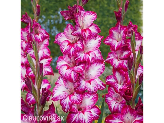 mecik Gladiol Repolio rojo 1