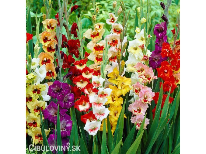 meciky smes Gladiol Mix 0