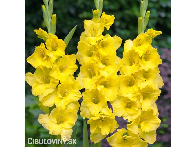 zluty mecik Gladiol Yellowstone 1