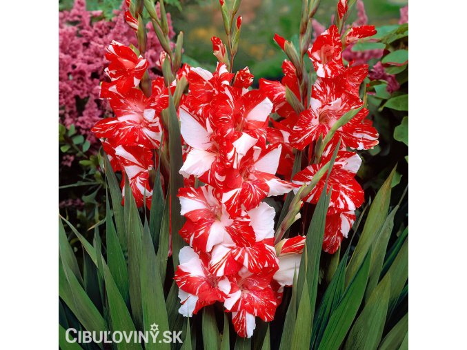 cervenobily mecik gladiolus zizanie 1