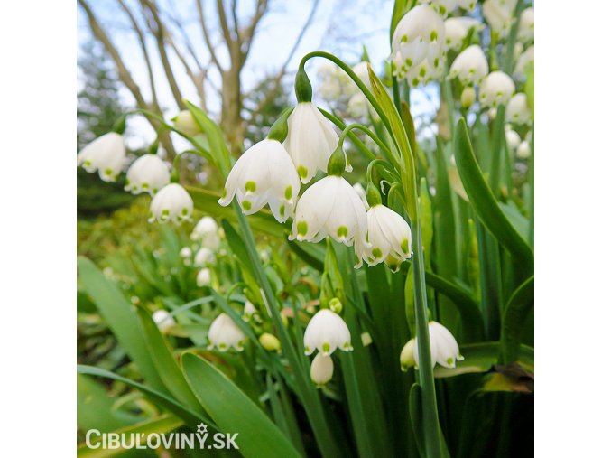 Bledule Leucojum Grevetye giant 4