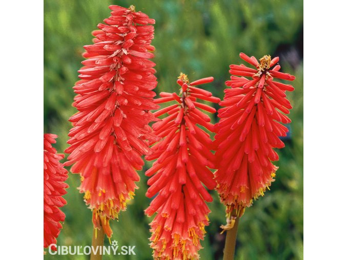 Kniphofia cerveny mnohokvet amazing fun 1