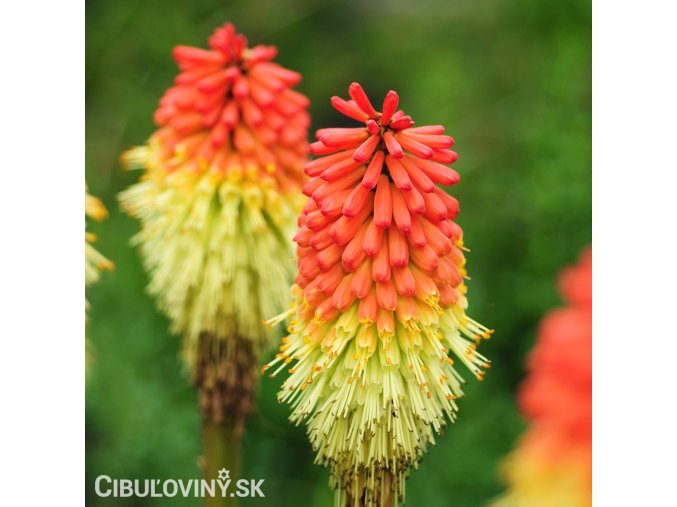 Kniphofia cervenozluty mnohokvet royal 1
