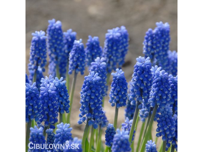 modřenec muscari blue magic 4