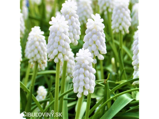 bílý Modřenec Muscari Botryoides Album 1