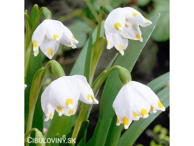 bledule jarni leucojum vernum 4