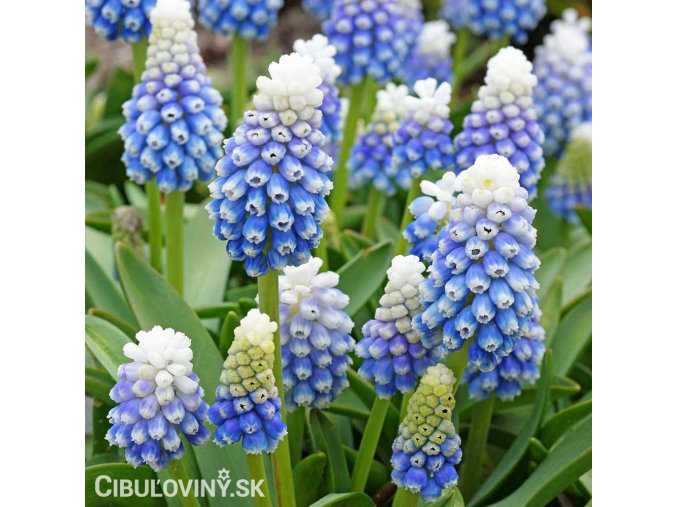 modrenec muscari mountain lady 1