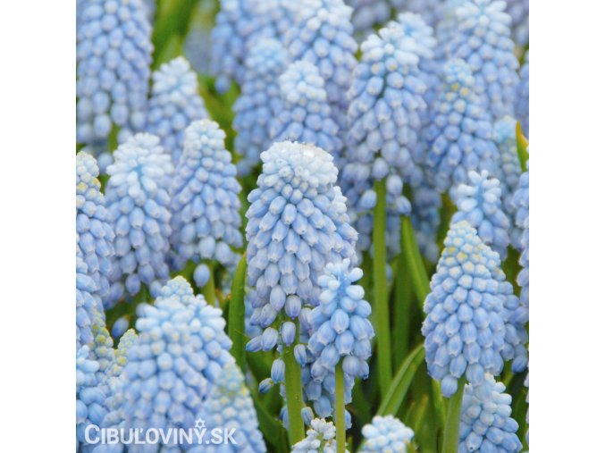 Modřenec Muscari Valerie finis 1
