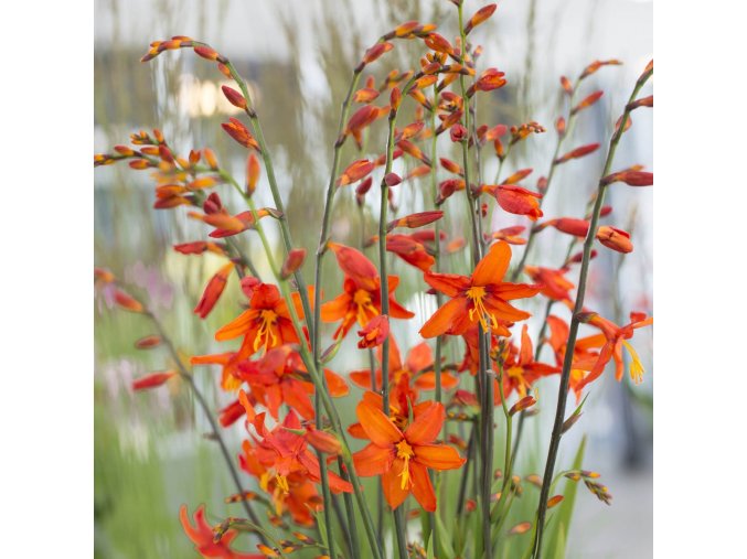 Crocosmie Babylon 05