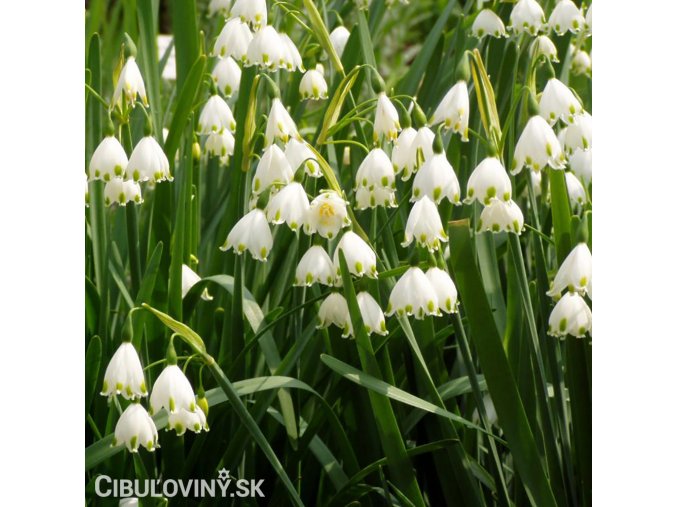 Bledule Leucojum Aestivum 2