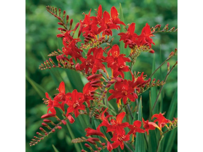 Crocosmie Lucifer 02