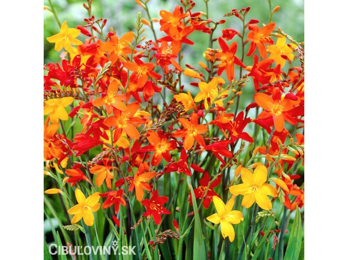 Montbrécie Crocosmie Směs nízkých 1