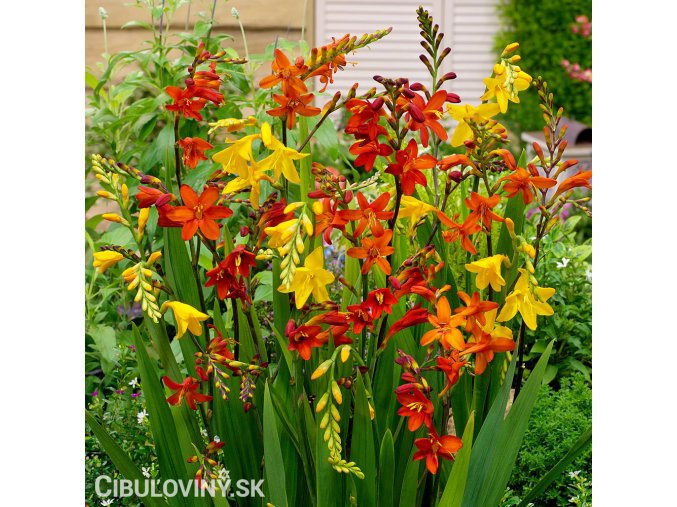 Montbrécie Crocosmie Směs vysokých 1