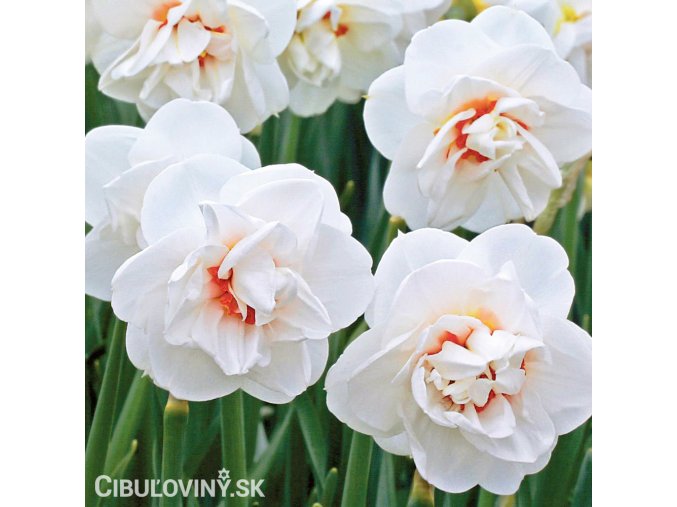 bílý narcis acropolis 1