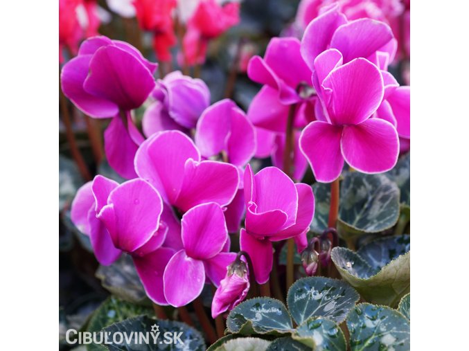 bramborik jarni cyclamen coum 2