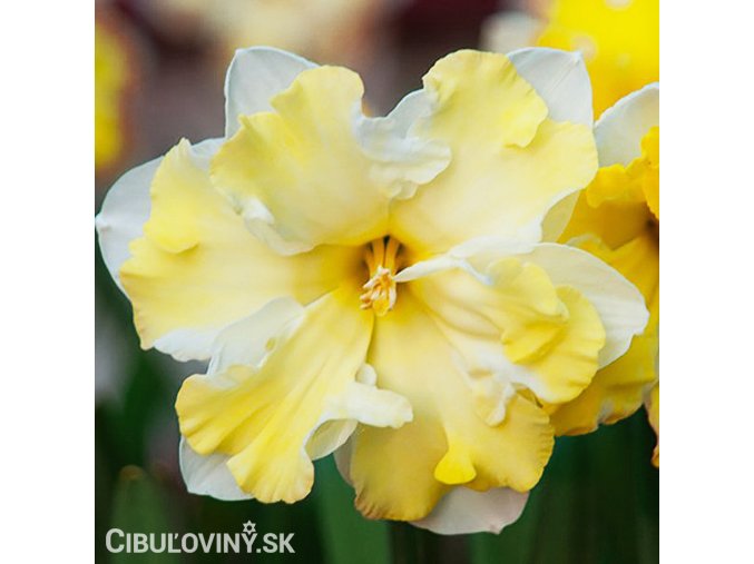 žlutobílý narcis split cassata 5