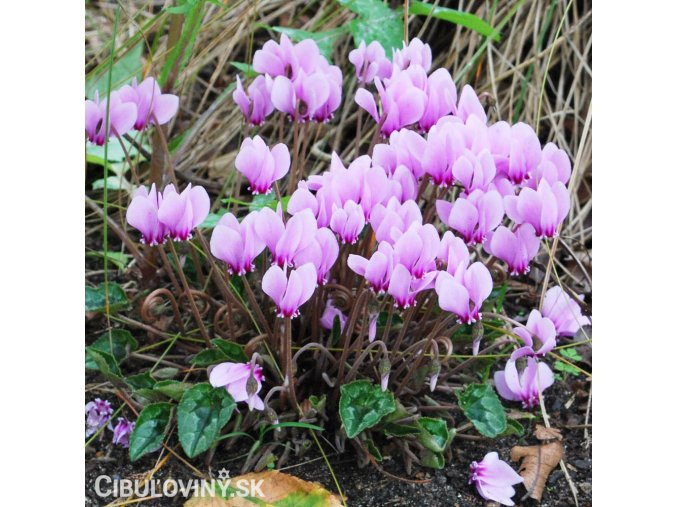 bramborik podzimni cyclamen hederifolium 3