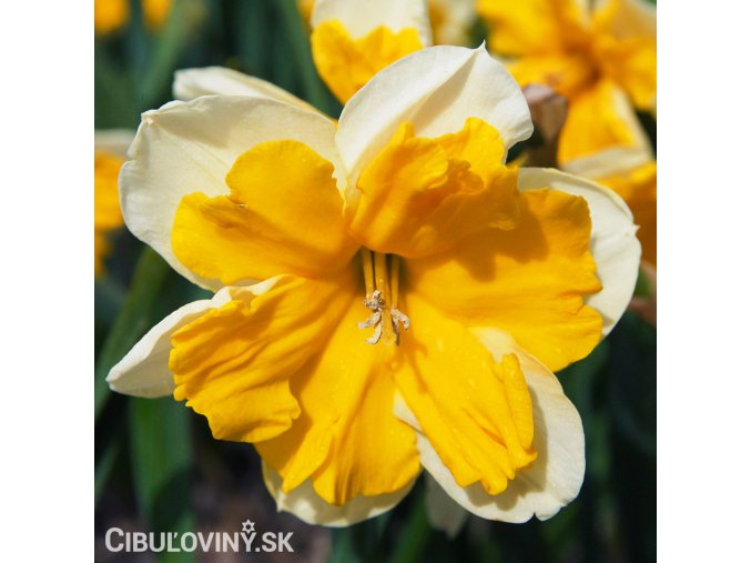 oranžovobílý narcis split orangery 1