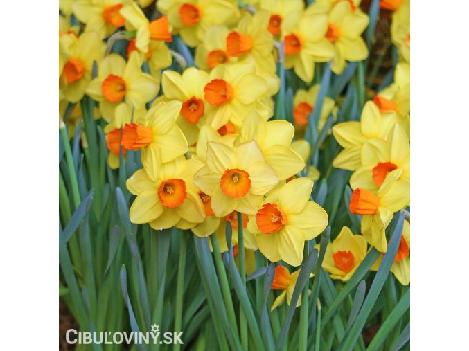 žlutooranžový narcis red devon 2