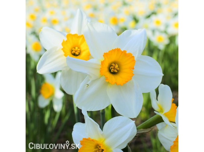 bílooranžový narcis sempre avanti 3